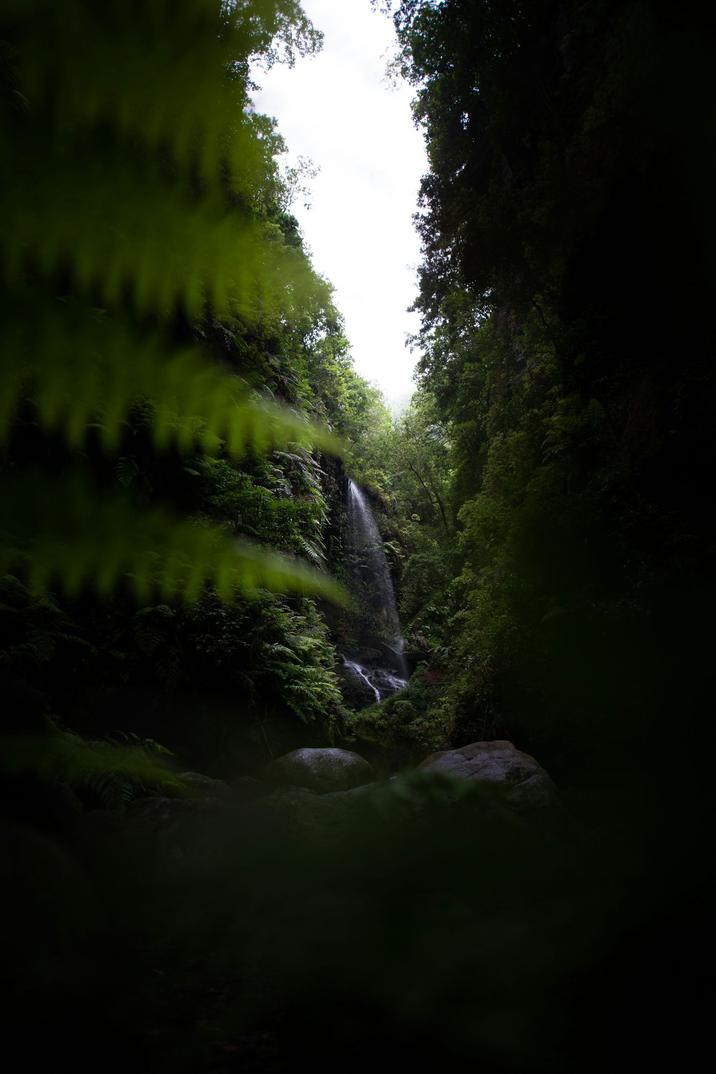 Cascada entre helechos en un bosque
